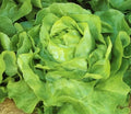 White Boston Lettuce Seeds 600+ Non-GMO Butterhead Lactuca Sativa USA Free Shipping