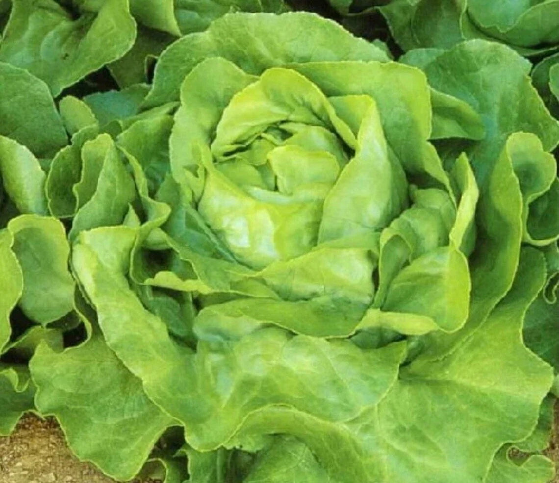 White Boston Lettuce Seeds 600+ Non-GMO Butterhead Lactuca Sativa USA Free Shipping