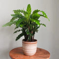 25+ Furry Feather Calathea Seeds for Garden Planting - Maranta leuconeura - Indoor/Outdoor Planting - USA