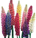 Giant Lupine Seeds - 20 Count - Exotic Flower Variety - Lupinus polyphyllus