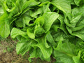 Sugar Loaf Endive Seeds - 1500 Count - NON-GMO Heirloom Variety - Cichorium endivia