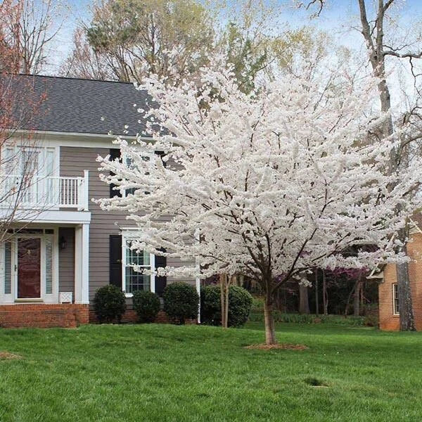 White Redbud Tree 20 Seeds - Cercis canadensis, 2024 Harvest, Ideal for Gardens and Landscaping