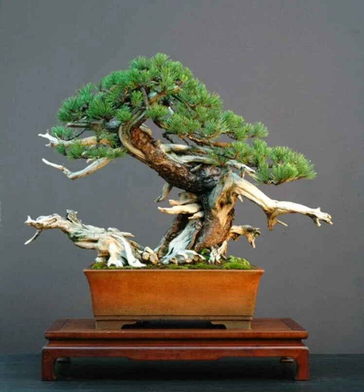 Dwarf Mugo Pine Bonsai Tree Seeds - 30 Pack - Pinus mugo pumilio - Ideal for Indoor/Outdoor Gardening