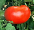 Burpee's Big Boy Tomato Seeds - 30+ Organic Hybrid Seeds - Non-GMO - Fresh