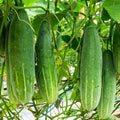 Poinsett 76 Cucumber Seeds | Medium Slicing Cucumbers | Fast Shipping | Cucumis sativus