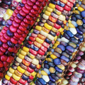 Painted Mountain Ornamental Corn Seeds - Organic Rainbow Indian Dent Seed - Heirloom Variety for Gardens (Zea mays)