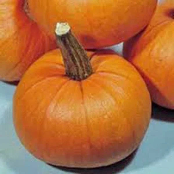 Pumpkin Seed 100 Count Small Sugar Heirloom Non-GMO Cucurbita pepo