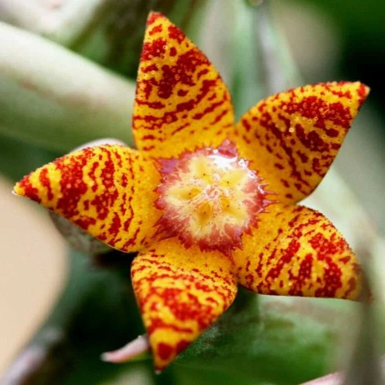 Orbea Schweinfurthii Orange Carrion Flower in 3.5" Pot - Well Rooted Succulent Plant