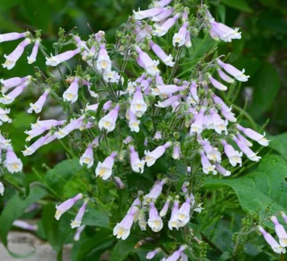 Hairy Beardtongue Seeds - 200 Count - Penstemon hirsutus - Wildflower Seeds for Planting