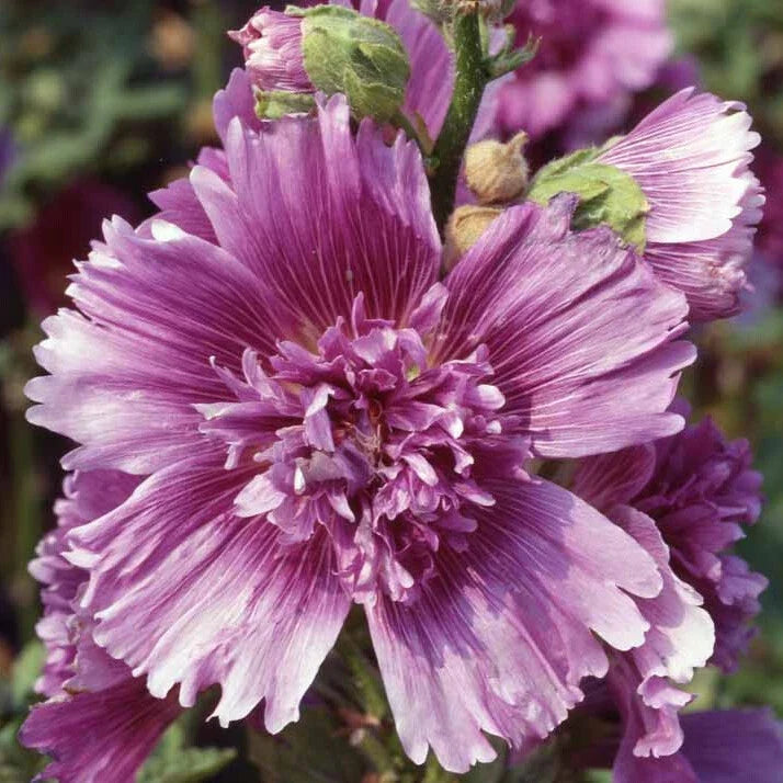 Hollyhock Seeds - Queeny Purple - 2004 AAS Winner - Malva sylvestris 1196