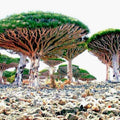 Dragon's Blood Tree 20 Seeds - Dracaena draco - Exotic Canary Island Bonsai Seeds