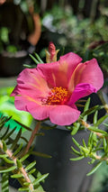 Jumbo Portulaca Cuttings - 5 Unrooted 'Samba' Magenta Orange Splash - Portulaca grandiflora