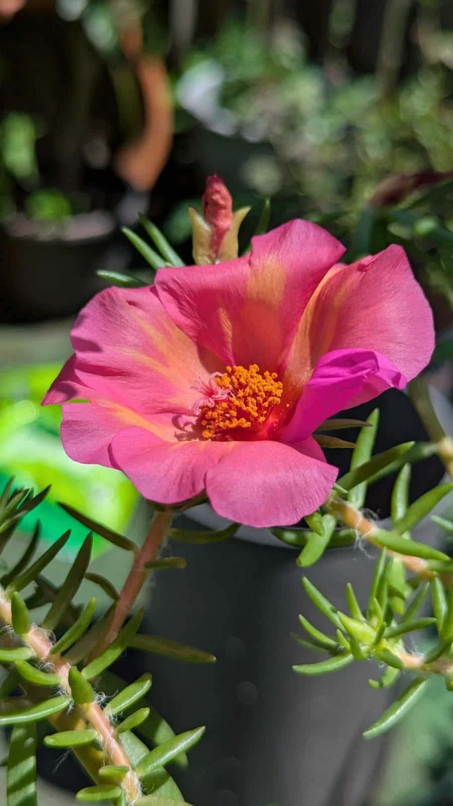Jumbo Portulaca Cuttings - 5 Unrooted 'Samba' Magenta Orange Splash - Portulaca grandiflora