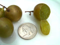 Organic Carlos Muscadine Grape Seeds - 15 Large Bronze Seeds - Delicious Flavor, Vitis rotundifolia