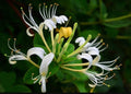White Honeysuckle Vine Live Plant 1-3 Foot Bare Root All Natural Hardy Lonicera japonica