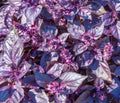 Dark Opal Basil Seeds - 2,000 Heirloom Non-GMO Seeds - Ocimum basilicum