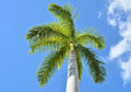Royal Palm Tree Seeds - 10 Pack for Planting - Roystonea regina - Tropical Landscaping