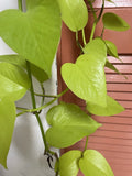 Neon Pothos Cuttings - 4 Fresh Lemon Lime Cuttings - Philodendron 'Neon'