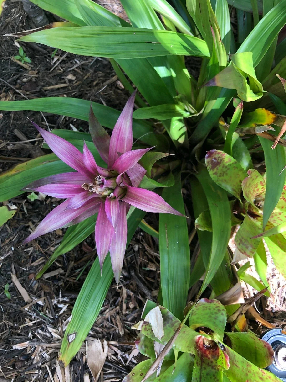Guzmania Moonlight Bromeliad Plant - Medium Tropical Houseplant - Perfect Indoor Decor - Easy Care Plant