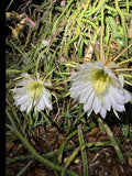 Queen of the Night Cactus Plant - Rooted Selenicereus grandiflorus - Easy Care Blooming Cactus for Gifts