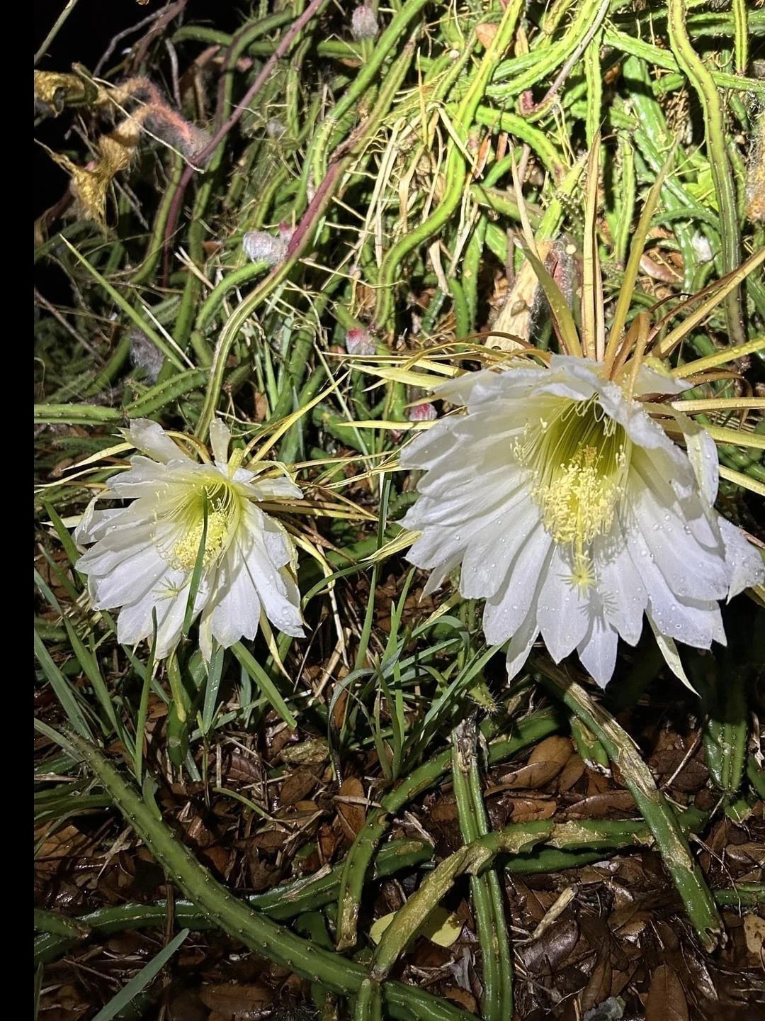 Queen of the Night Cactus Plant - Rooted Selenicereus grandiflorus - Easy Care Blooming Cactus for Gifts