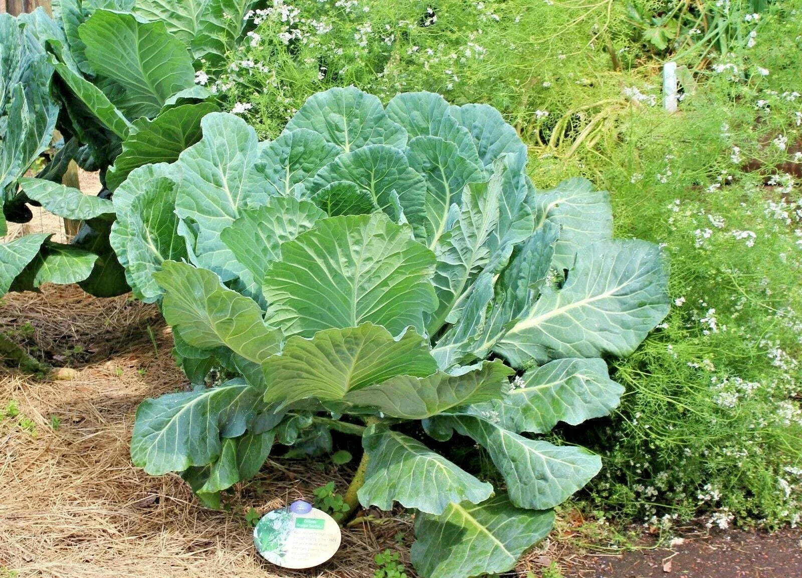 Georgia Collard Greens Seeds - Heirloom Vegetable for Spring & Fall Garden - Container Friendly, 601+ Seeds
