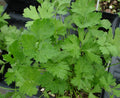 Dark Green Italian Parsley Seeds - 800+ Fresh Herb Seeds - Petroselinum crispum