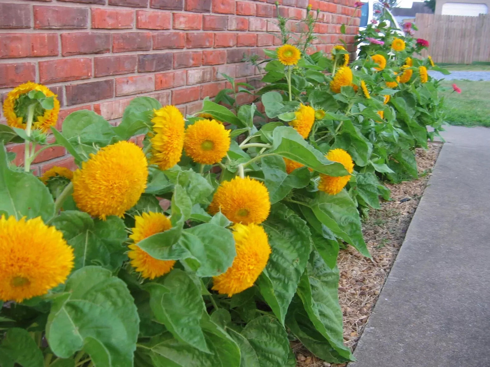 Teddy Bear Dwarf Sunflower Seeds 50 Pcs Non-GMO Heirloom Garden Plant Seeds (Helianthus annuus)