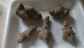 Jerusalem Artichoke Tubers 5 L.M. Red Organic Helianthus tuberosus for Planting