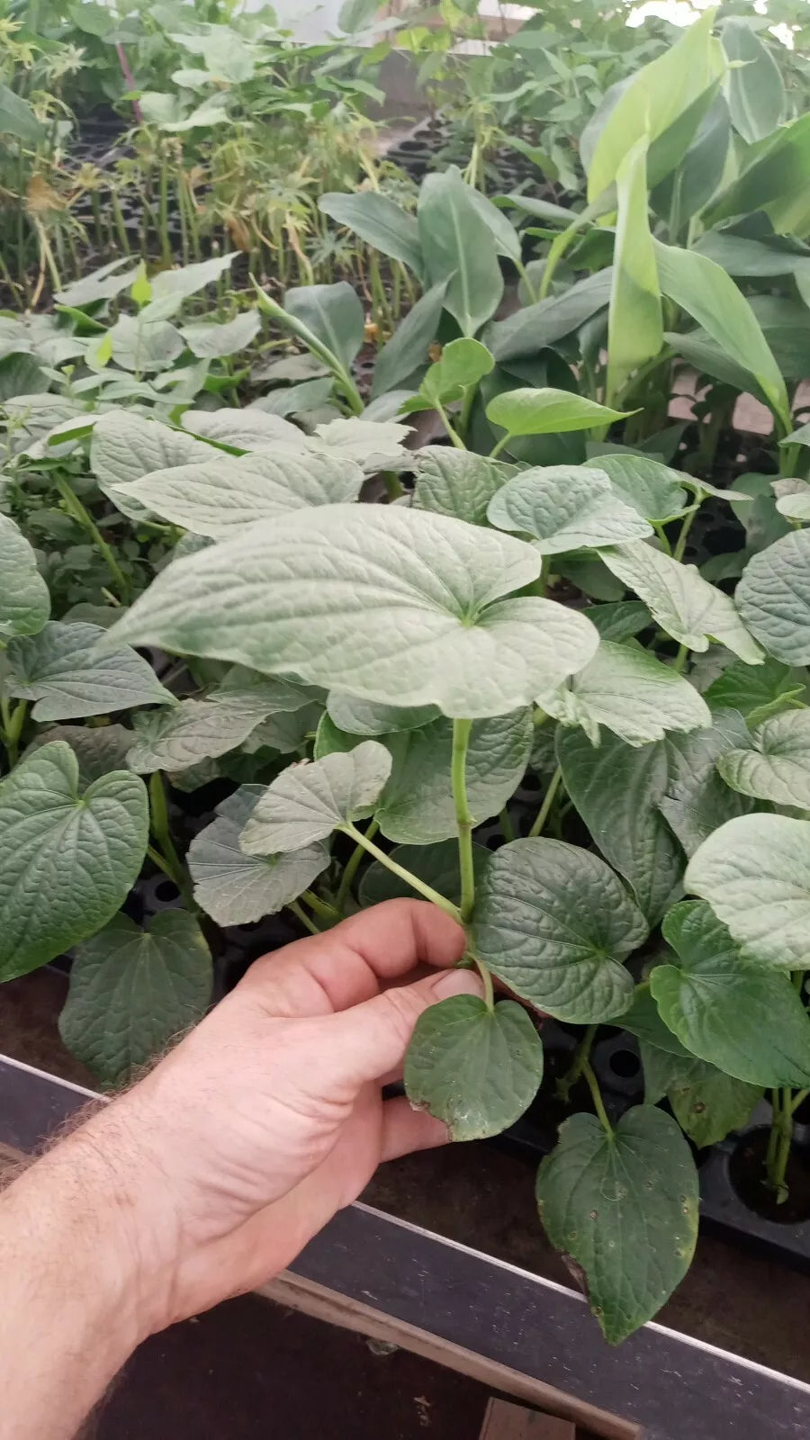 Live Plant 5" Starter Piper Methysticum ISA Rare Medicinal Herb Tropical Cultivated