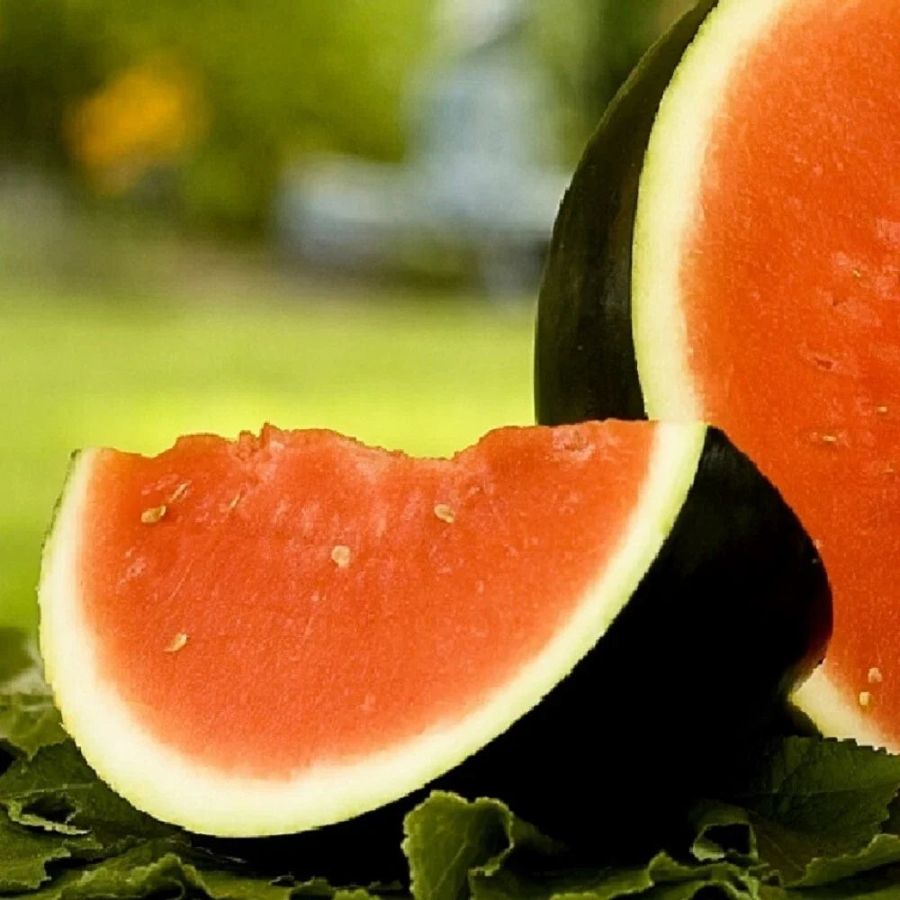 Sugar Baby Watermelon Seeds | NON-GMO Heirloom Seeds | Organic Garden Seeds | Citrullus lanatus