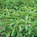 Lime Basil Seeds - 100+ Organic Non-GMO Seeds - Annual Herb (Ocimum basilicum) - Free Shipping