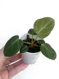 Philodendron El Choco Red Small Starter Plant - Rooted Houseplant for Vivarium/Terrarium - Philodendron sp.