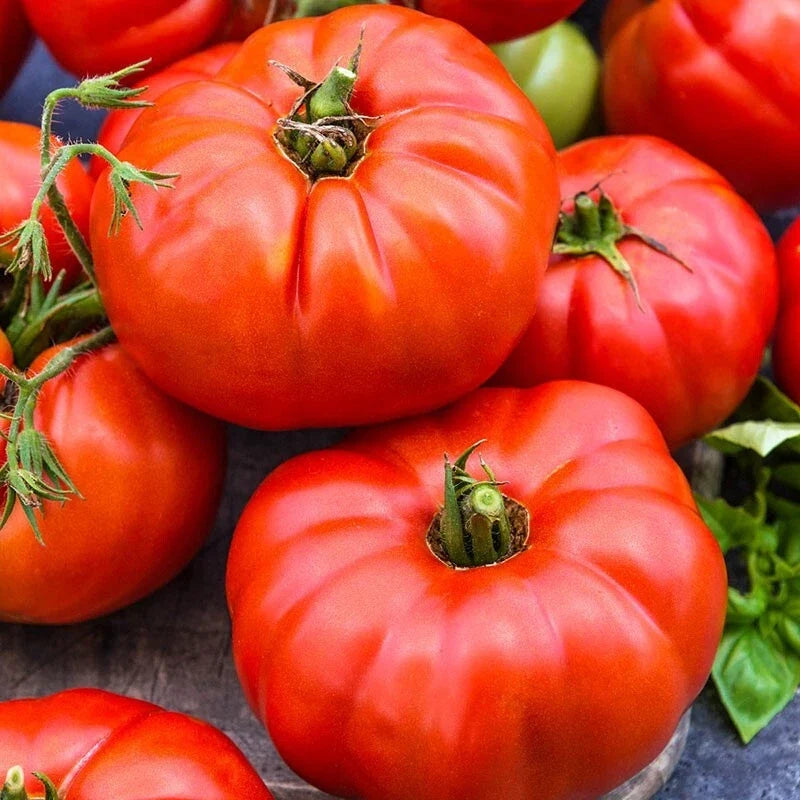 Jersey Tomato Seeds - 120+ Beefsteak Heirloom Organic NON-GMO - Perfect for Gardening - Solanum lycopersicum