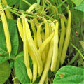 Kentucky Wonder Yellow Wax Bean Seeds | Pole Beans | Butter Golden Seed for 2025 | Phaseolus vulgaris