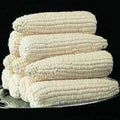 Silver Queen Corn Seeds - Premium High Yield Variety - Fresh Harvest Seeds - Zea mays