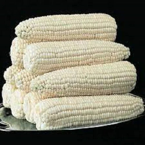 Silver Queen Corn Seeds - Premium High Yield Variety - Fresh Harvest Seeds - Zea mays