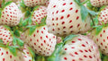 White Strawberry Seeds - 200+ Seeds - White Pineberry Variety - Non-GMO, Made in USA