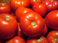 Rutgers Tomato Seeds - 15 Pack - Solid Variety - Great Slicer - Solanum lycopersicum