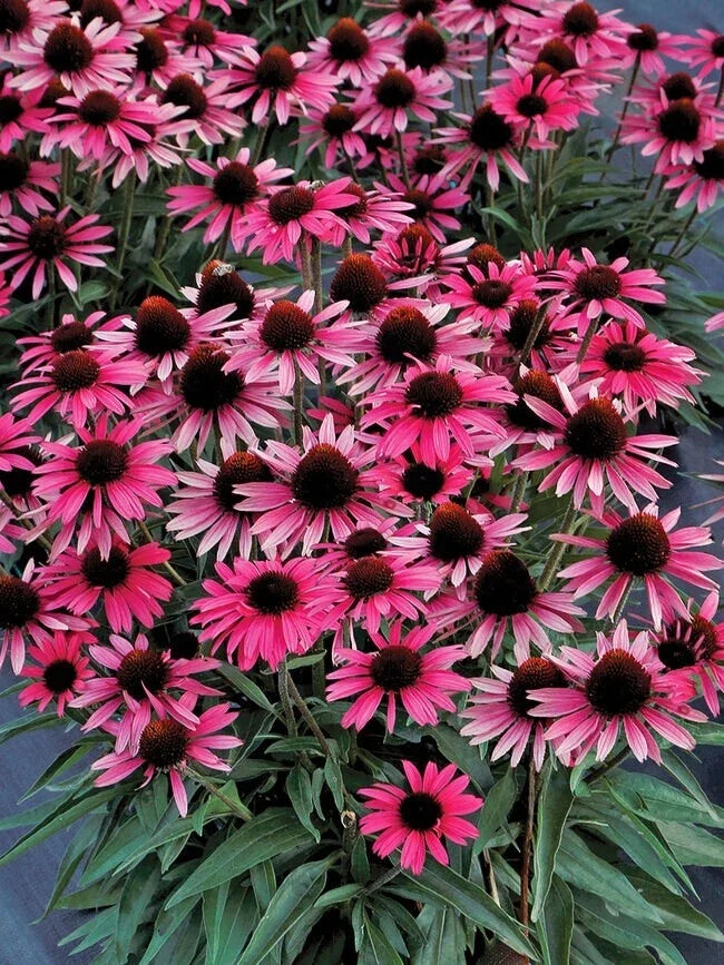 Wicked Coneflower Seeds 200+ Pack - Echinacea Purpurea - Garden Planting - USA