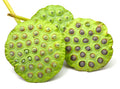 Sacred Lotus Flower Seeds - 15 Seeds, Aquatic Plant, Nelumbo nucifera, Ideal for Water Gardens and Ponds