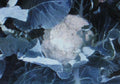 Bulk Cauliflower Seeds 500 Count, Self-Blanche Variety, Large Head, Brassica oleracea