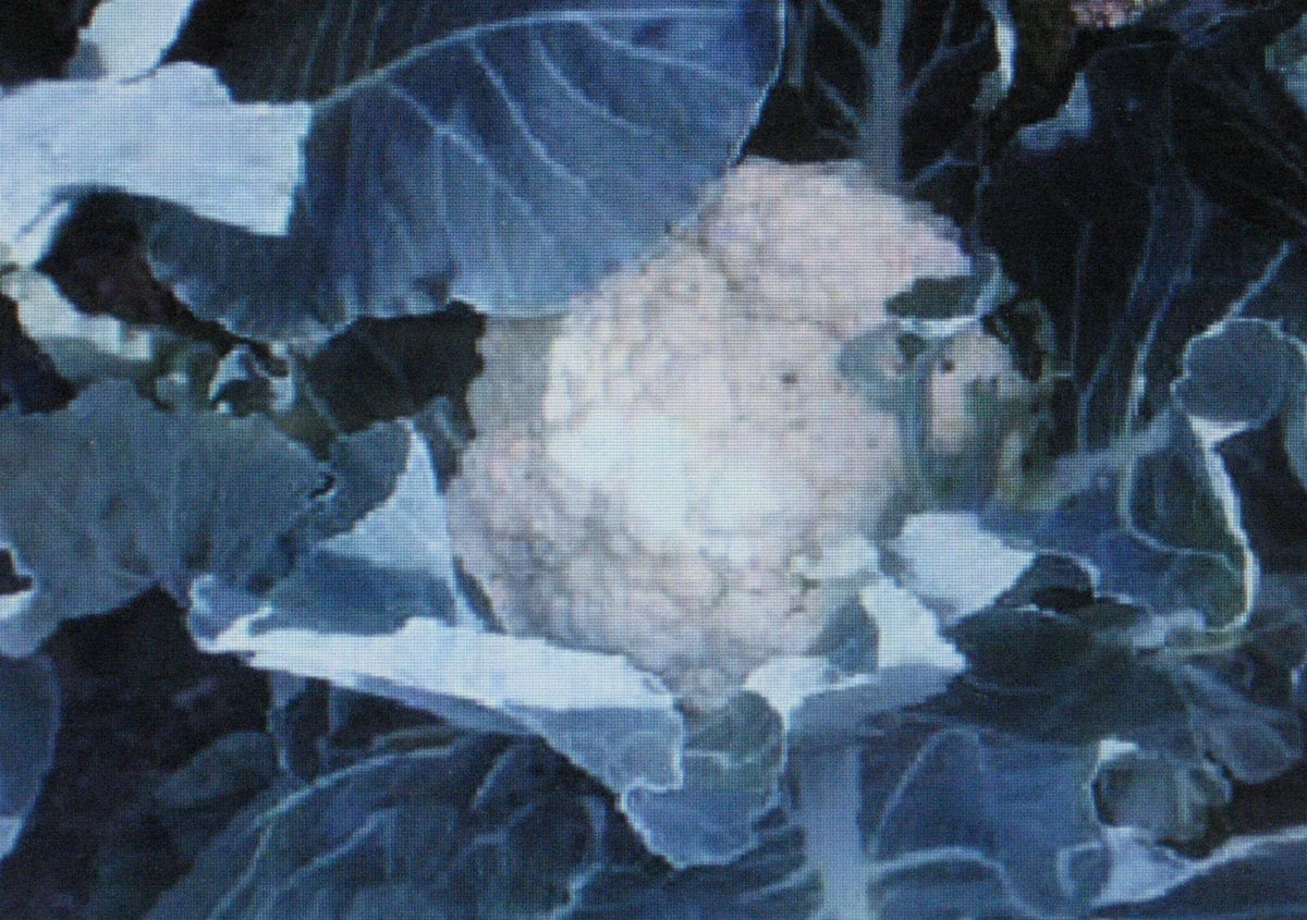 Bulk Cauliflower Seeds 500 Count, Self-Blanche Variety, Large Head, Brassica oleracea