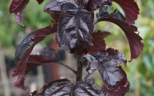 Aros Crabapple Seeds - 25+ Pack for Garden Planting - Malus coronaria - USA