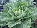 Collard Greens Seeds, 500 Seeds, Morris Heirloom, Non-GMO, Brassica oleracea var. viridis