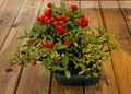 Bonsai Firethorn Tree Seeds - 50 Seeds for Planting - Pyracantha Coccinea - Drought-Resistant Ornamental Tree