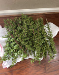 Large Portulacaria Afra Elephant Bush Cuttings - Dwarf Jade Succulent - 100 Cuttings for Planting and Propagation