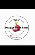 Dragon Fruit Cuttings - Mature "Lake Atitlan" Variety - Hylocereus undatus