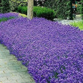 Italian Lavender Seeds - Heirloom Non-GMO - Aromatic Herb Seeds - Lavandula angustifolia - Free Shipping