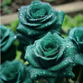 Scottish Green Rose Seeds - 20pcs Non-GMO Heirloom Variety - Ideal for Garden Planting - Rosa spp.